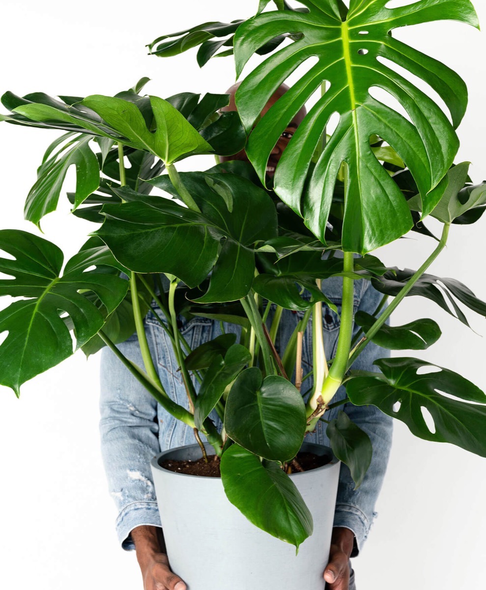 young black man obscured by plant