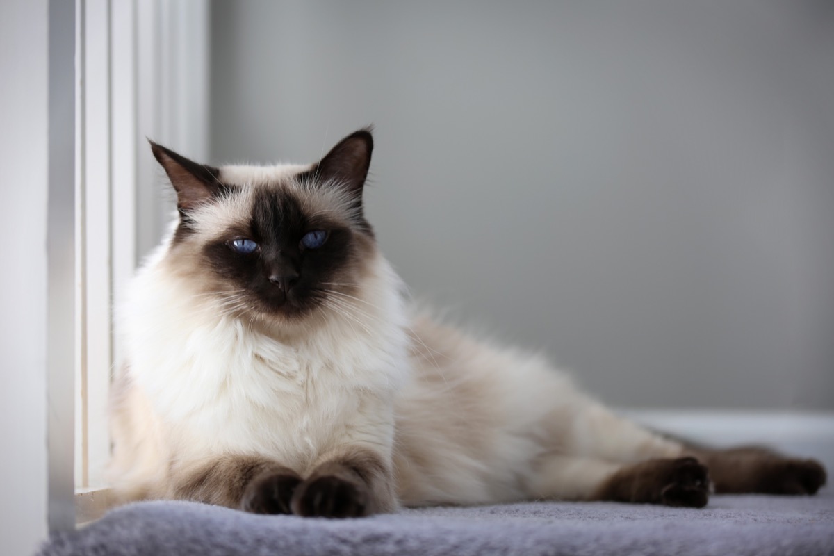 siamese or balinese cat