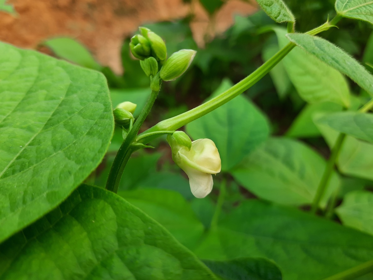 Bean legume plant in sun