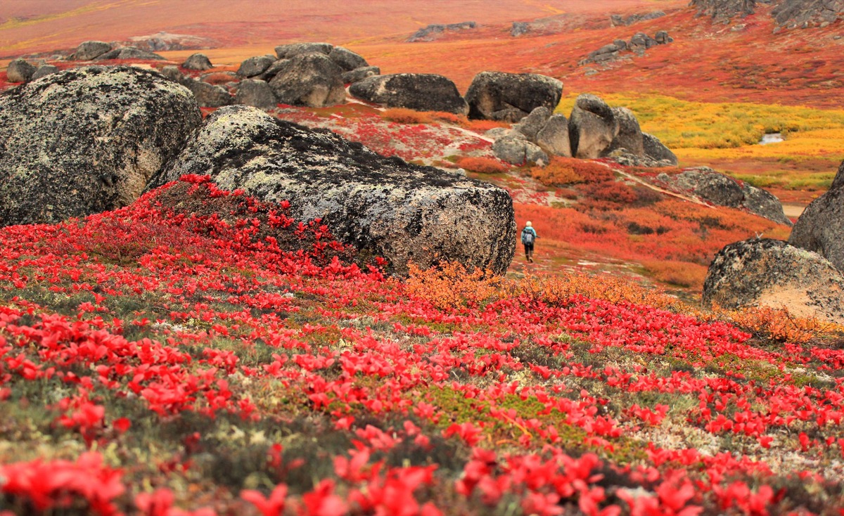 wildflowers covering bering land bridge preserve Alaska