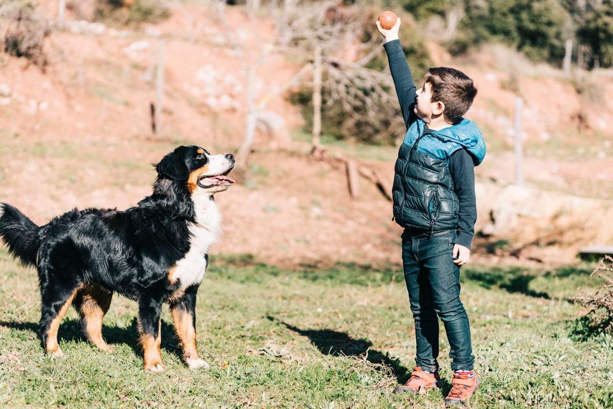 Bernese mountain dog playing with a child
