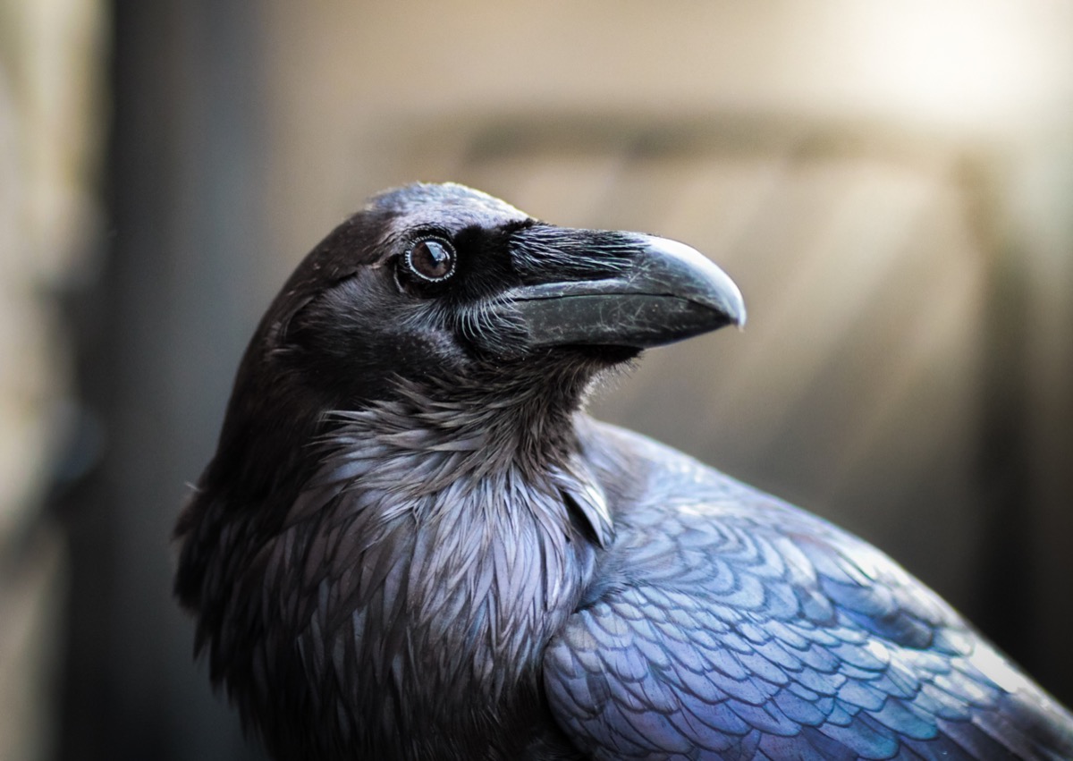 close-up of a raven looking to its side