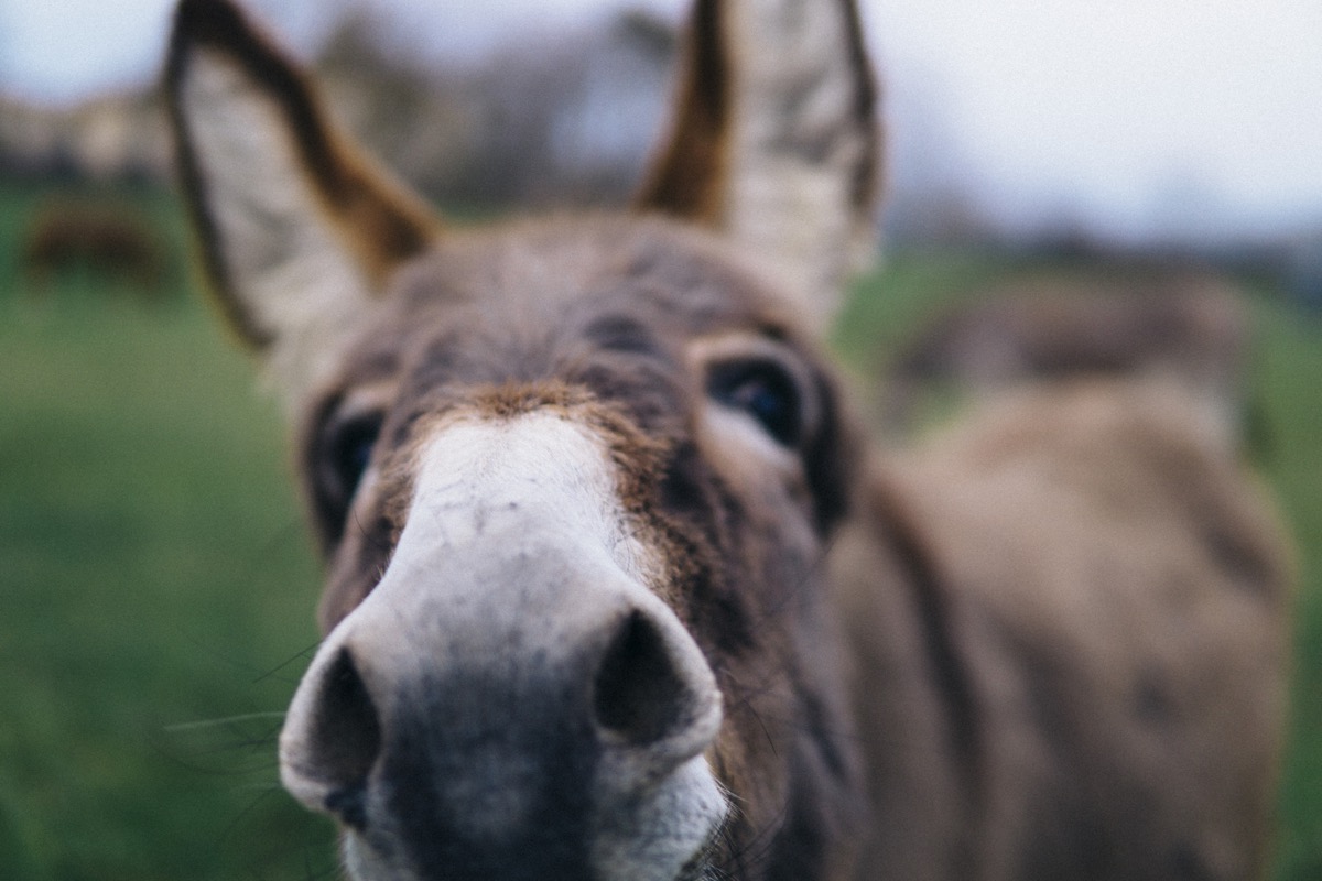 portrait of a donkey nose up close to the camera