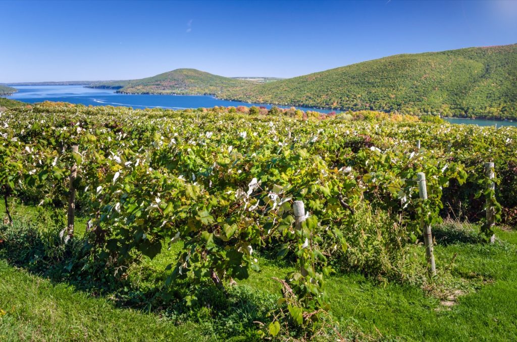 vineyard overlooking the water in finger lakes