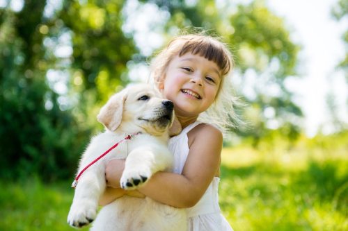 Golden retriever puppy with a child