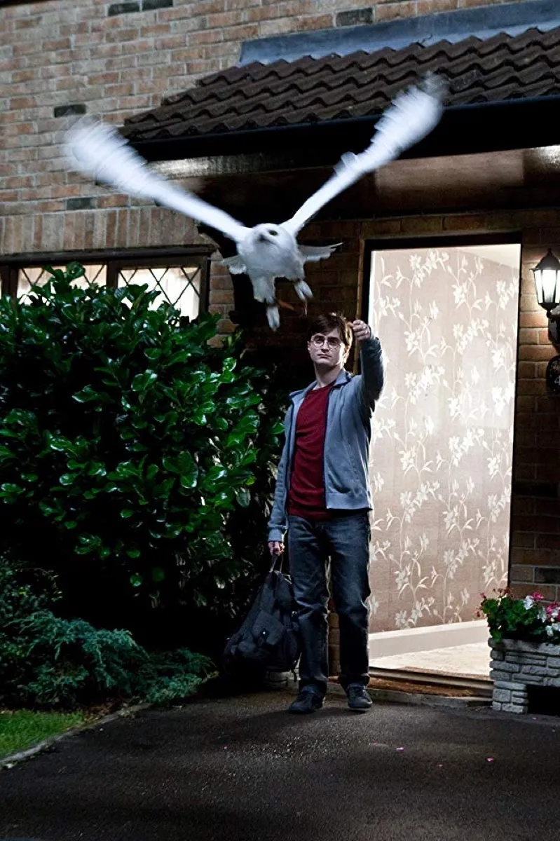 Daniel Radcliffe and Hedwig in Harry Potter and the Order of the Phoenix