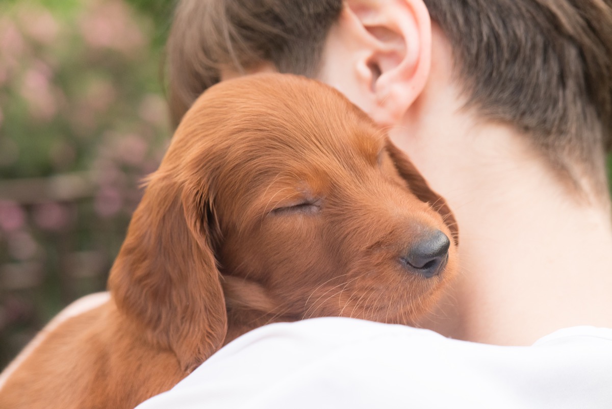 Cute irish setter puppy being held