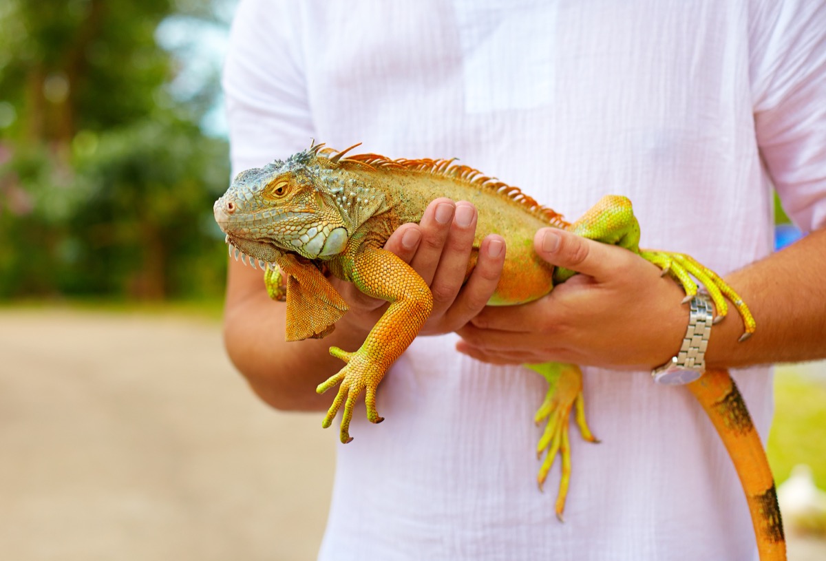 man holding green and yellow iguana
