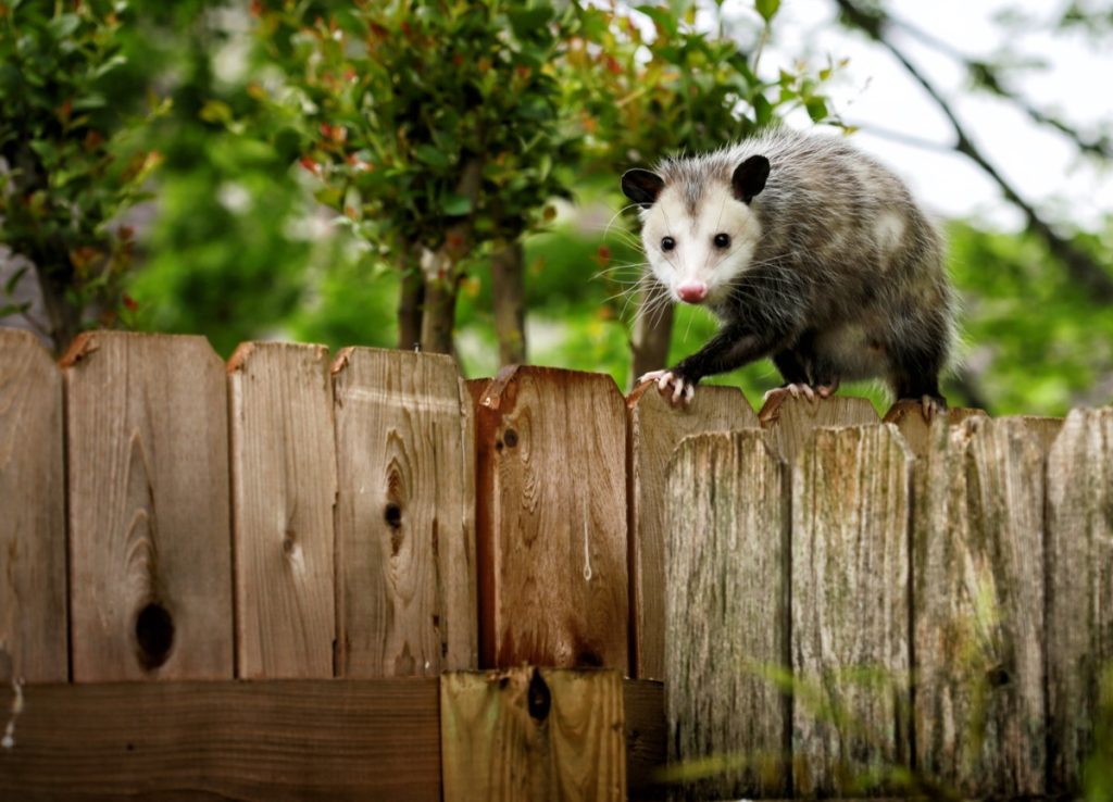 possum walking on a backyard fence