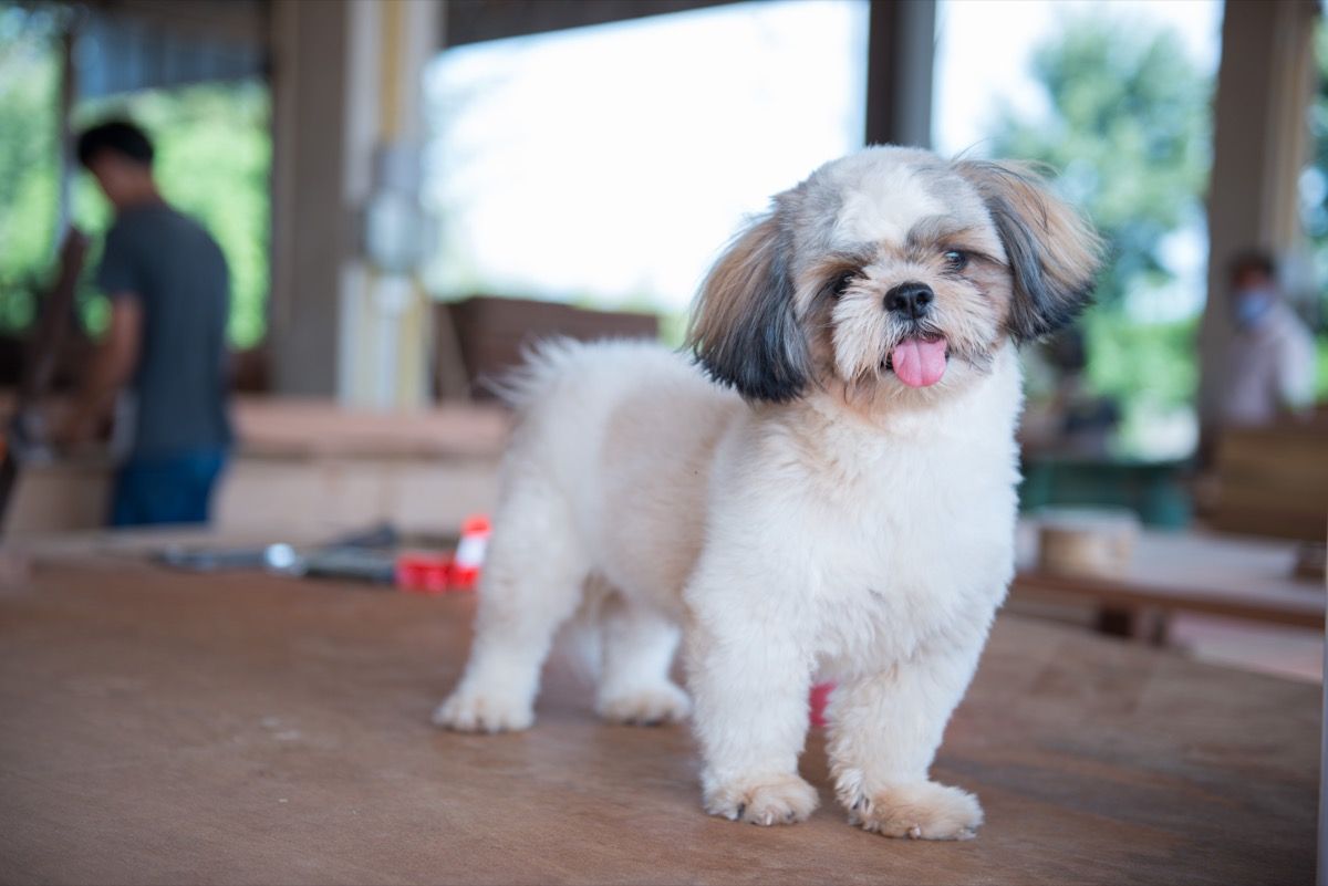 good pets for kids with allergies