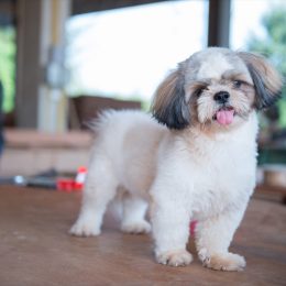 shih tzu dog