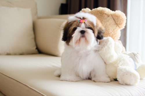 white and brown shih tzu with teddy bear on sofa