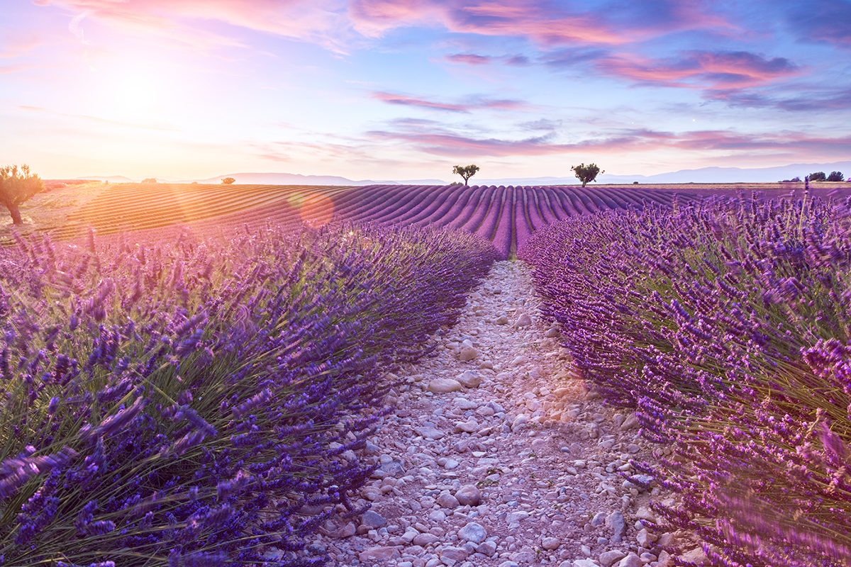 field full of lavender flowers