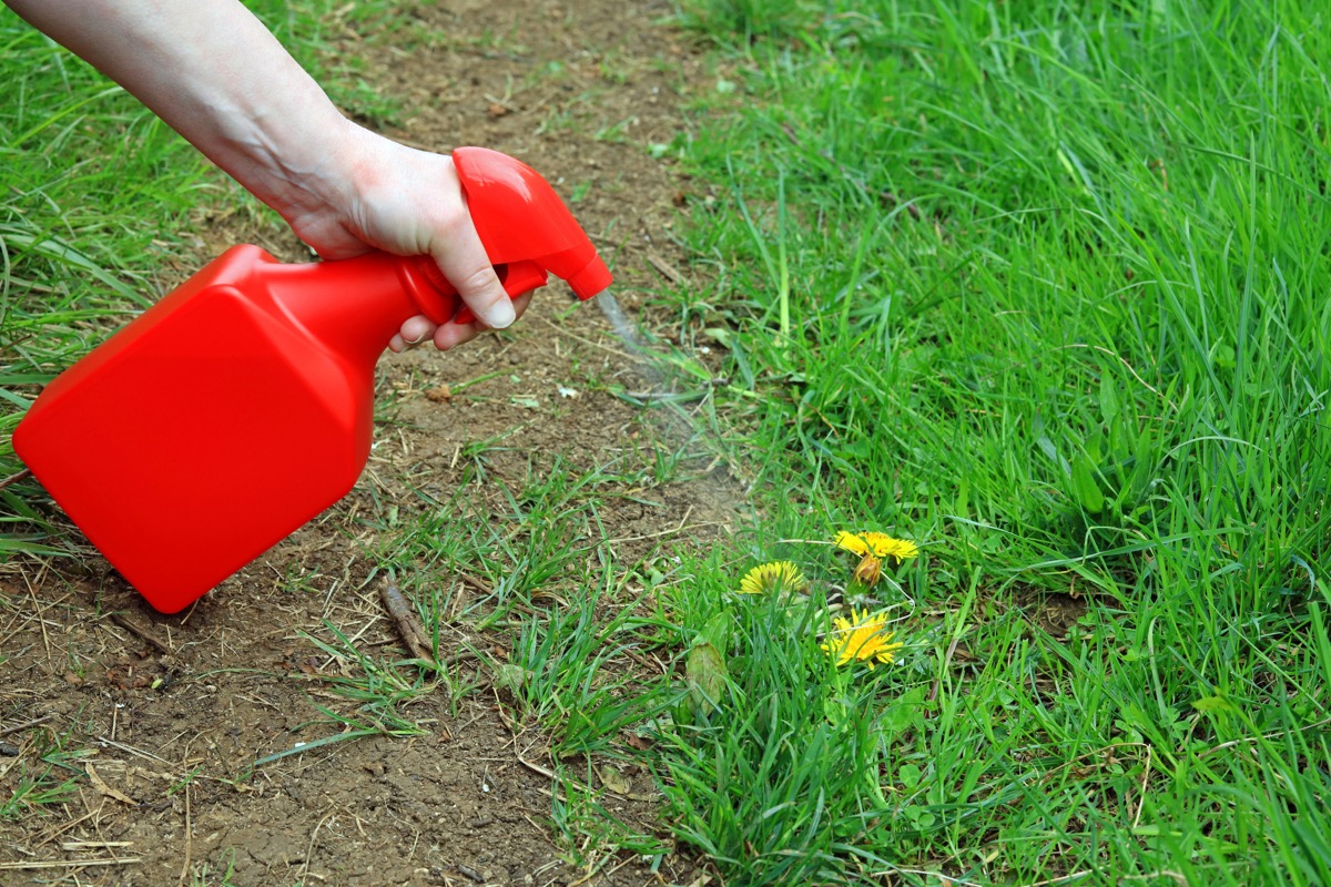 Spraying weeds with spray bottle