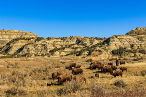 theodore roosevelt national park full of wild buffalos