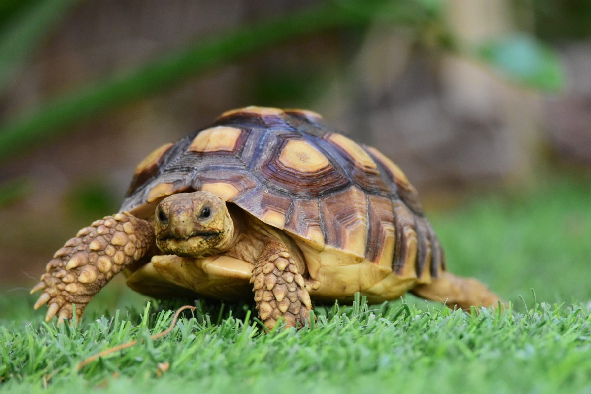 tortoise in the grass