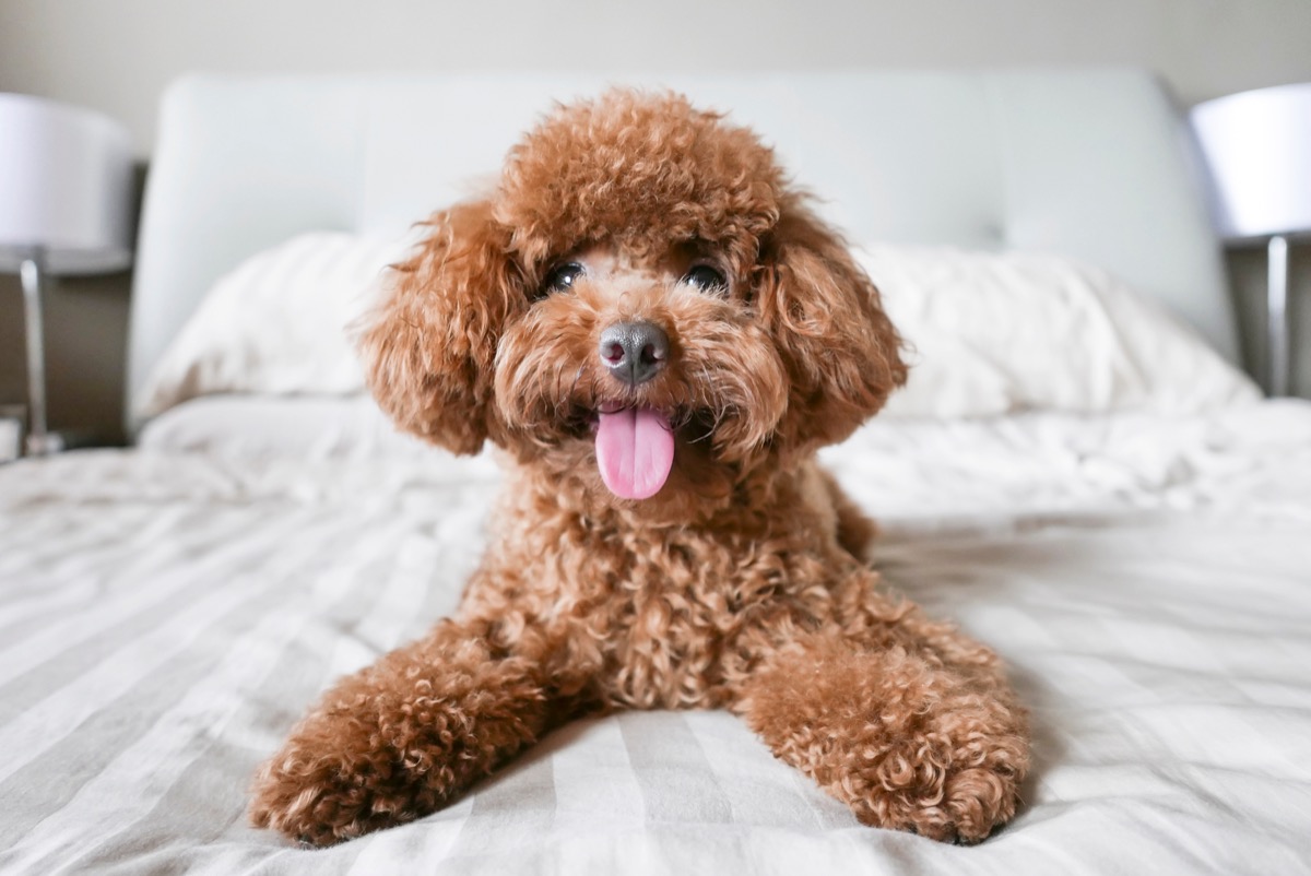 brown toy poodle with tongue out on white bed