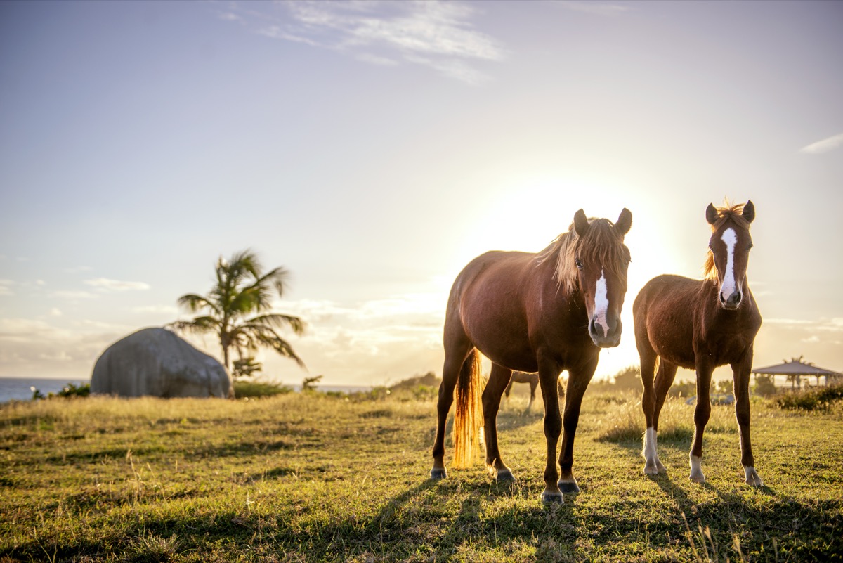 Wild horses roam freely on the small island of Vieques, a tropical paradise located off the east coast of Puerto Rico.