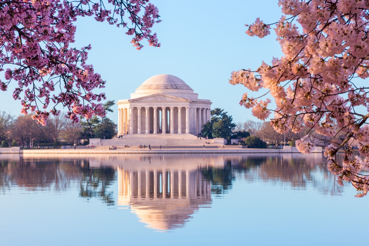 Flori de cireș Washington DC