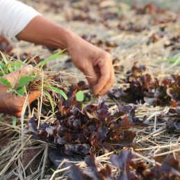 Getting rid of weeds in the garden