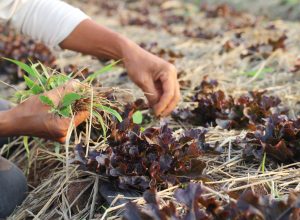 Getting rid of weeds in the garden