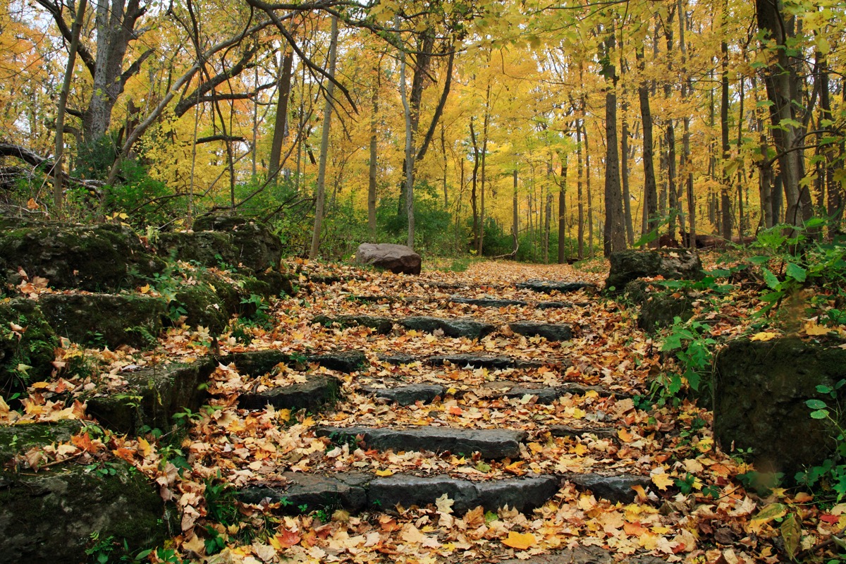 Eine Steinleiter und ein Weg durch einen Naturschutzgebiet Wald Glen Helen Yellow Springs Ohio