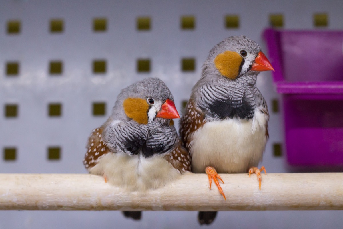 two zebra finches on a post