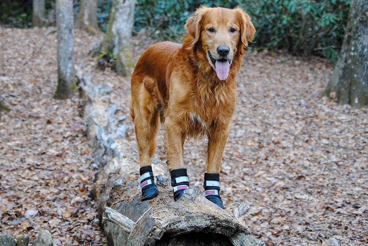 Dog wearing rubber sole booties