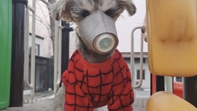 dog wearing coronavirus mask