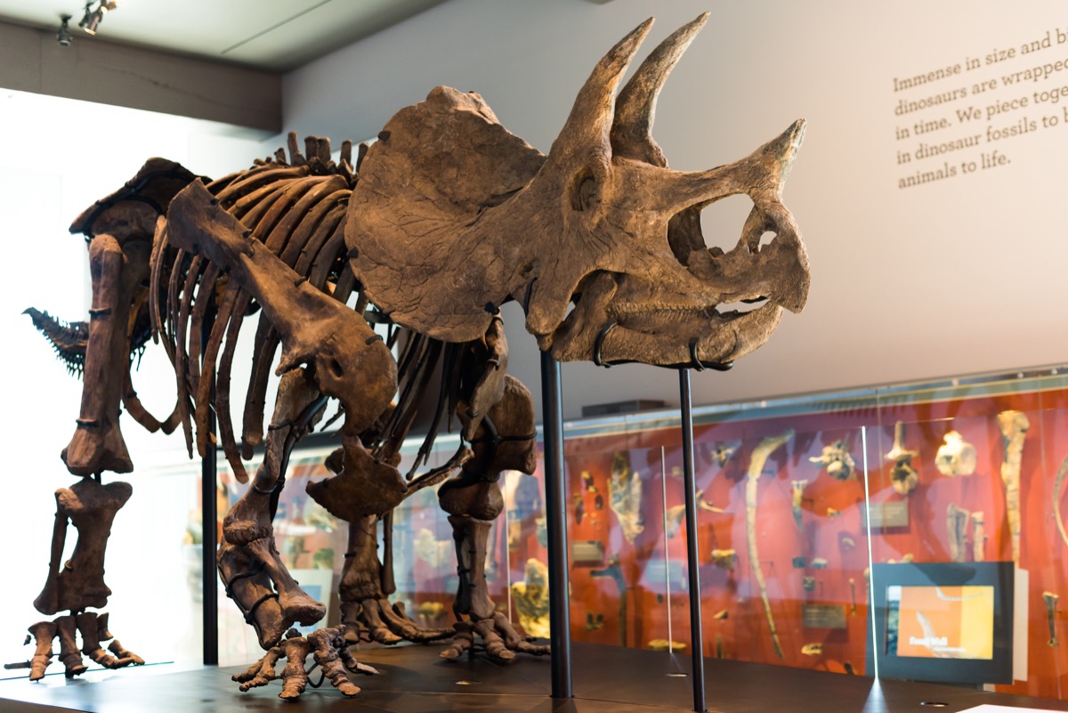 Triceratops fossil in a museum
