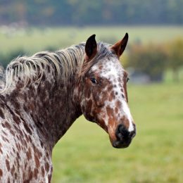 appaloosa horse closeup looking at the camera