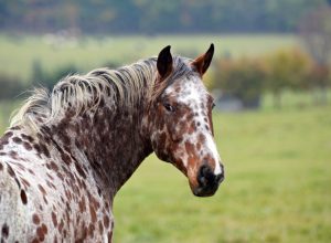 appaloosa horse closeup looking at the camera