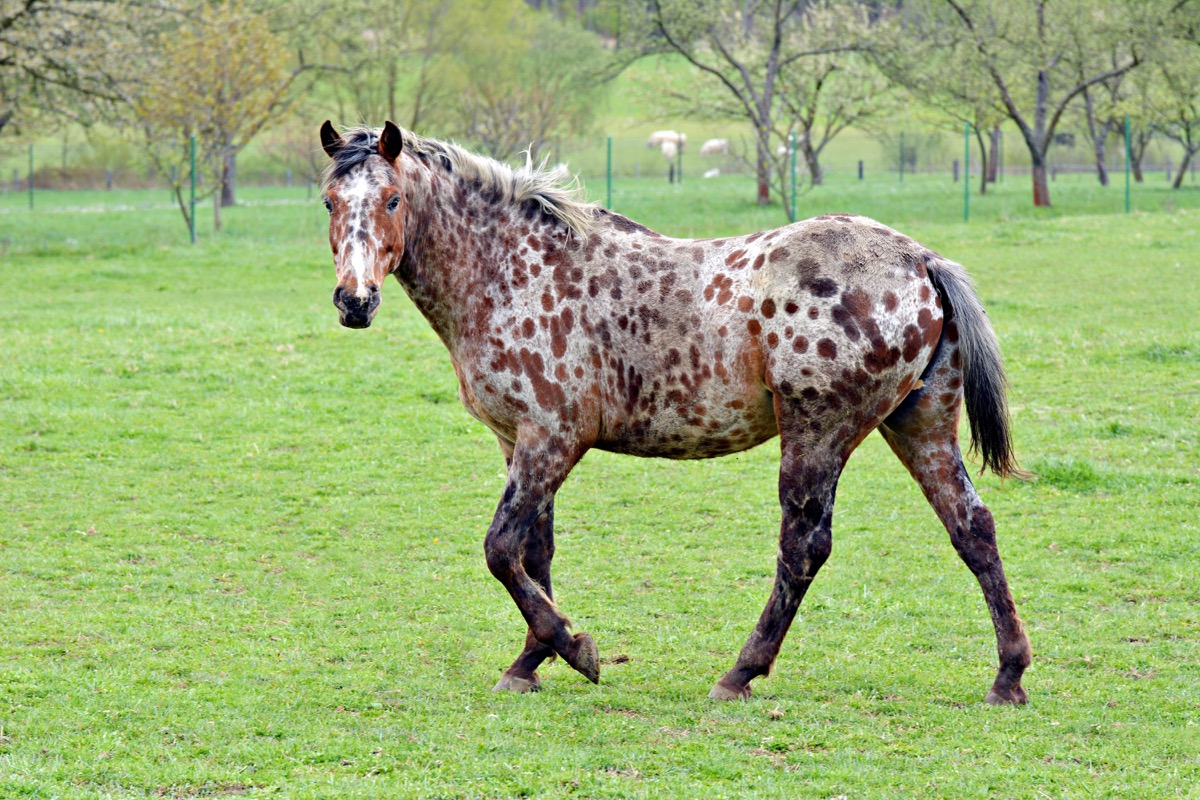 appaloosa horse in the field