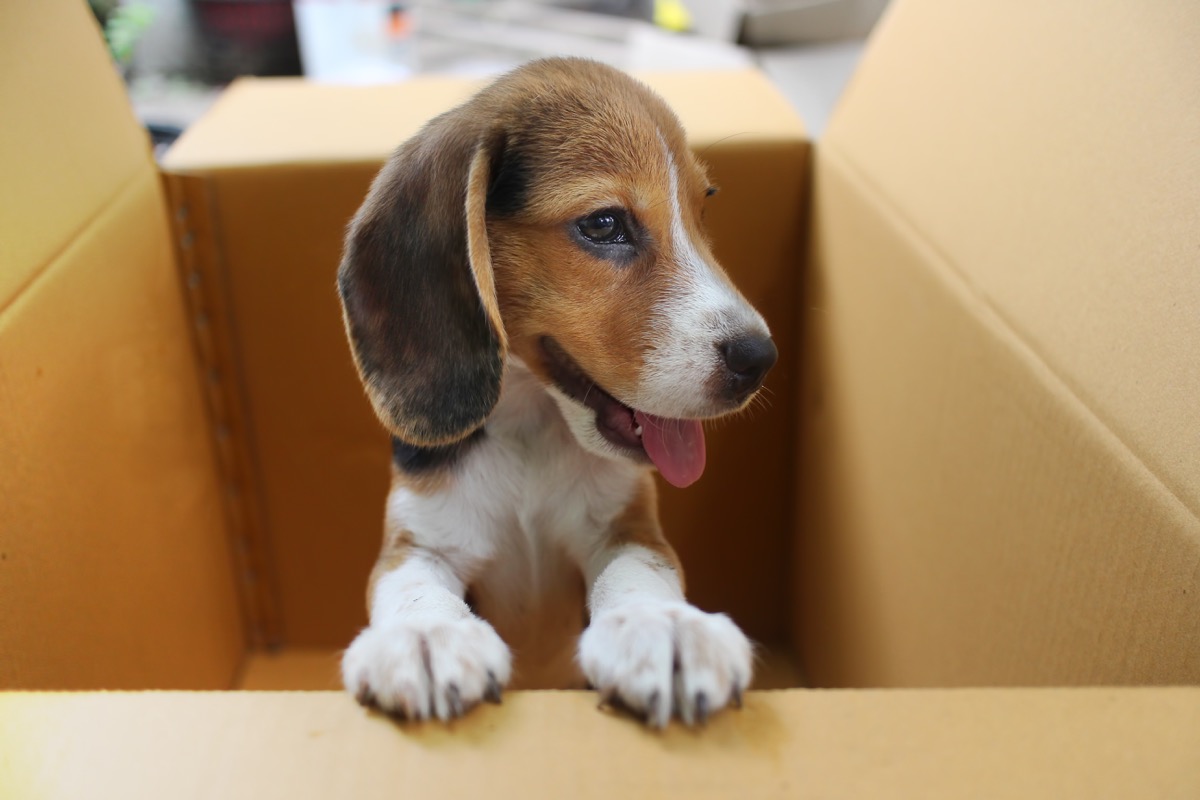 beagle puppy popping out of a cardboard box