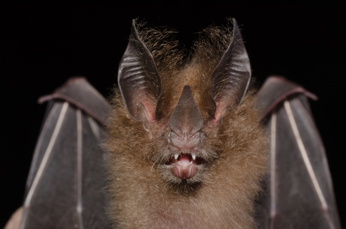 virginia big eared bat