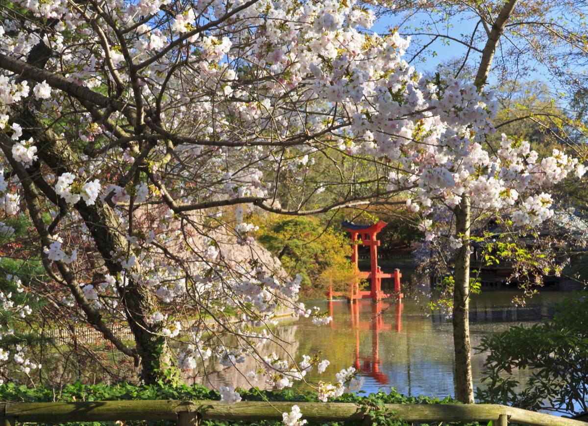 the Japanese Hill-and-Pond Garden at the Brooklyn Botanic Garden
