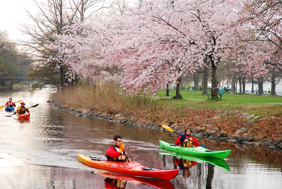 people kayaking on the charles river near the esplanade