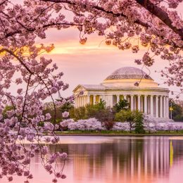 cherry blossom in washington d.c.