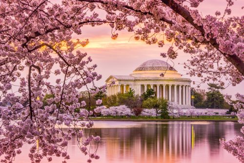 Flori de cireș în Washington, DC