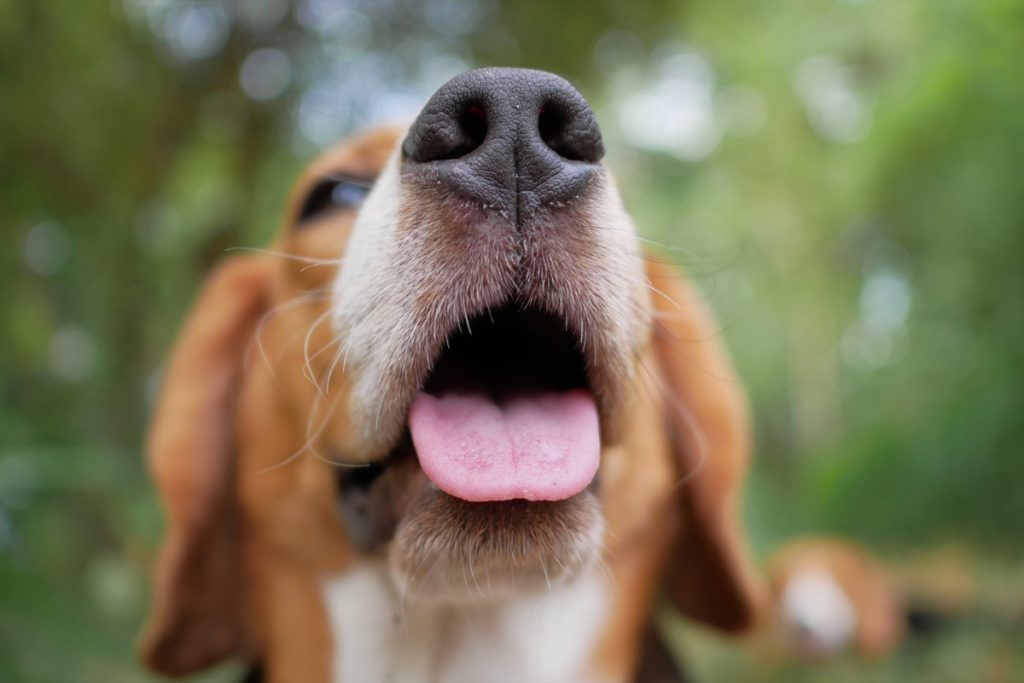 Cerca de la nariz y la lengua de un perro beagle en el parque.