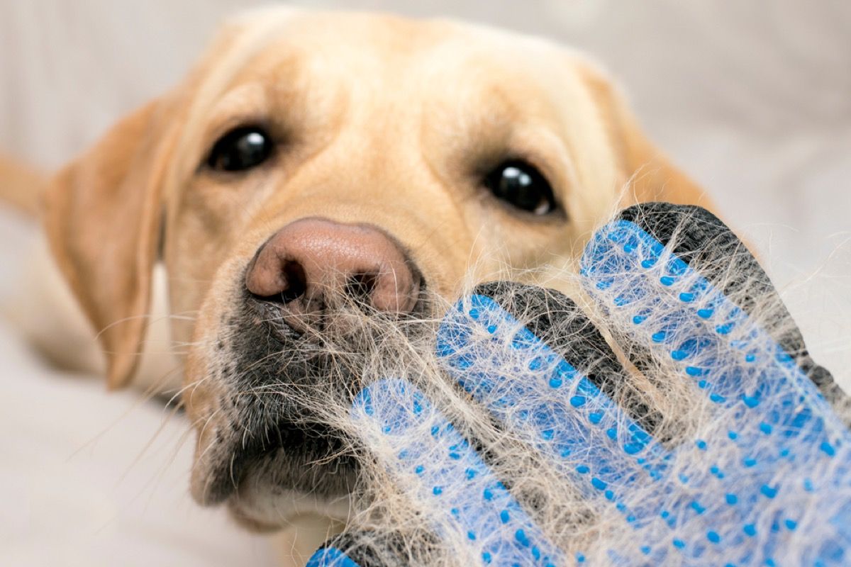 Dog shop shedding glove