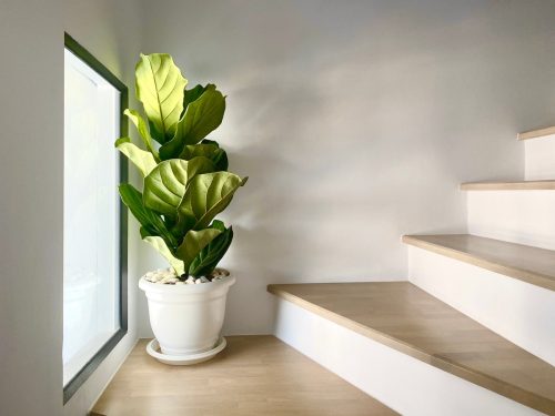 fiddle leaf fig plant on staircase landing
