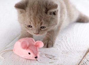 gray kitten with pink toy mouse