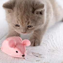 gray kitten with pink toy mouse