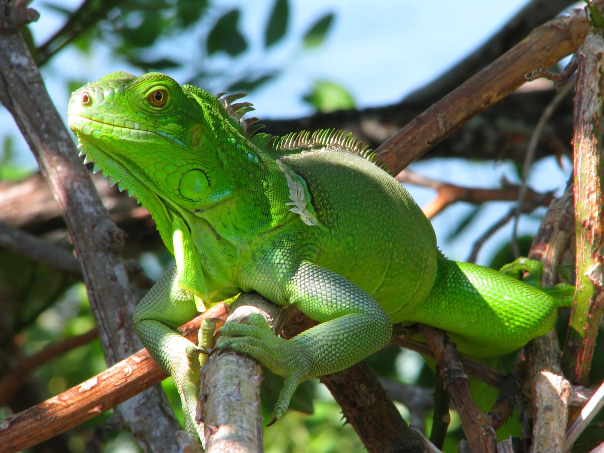 Green iguana in a tree