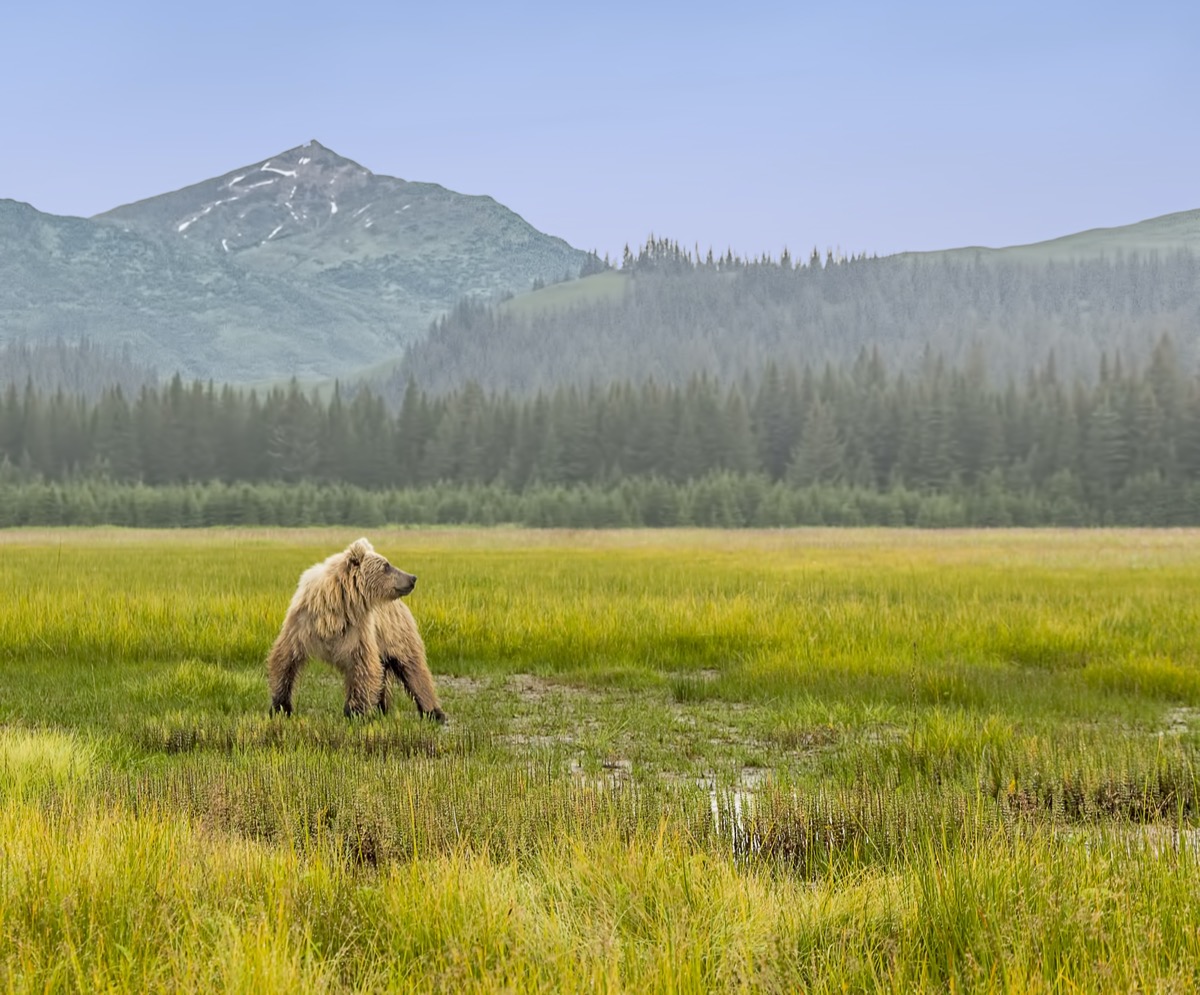 a bear stops in a meadow with a mountain in the background