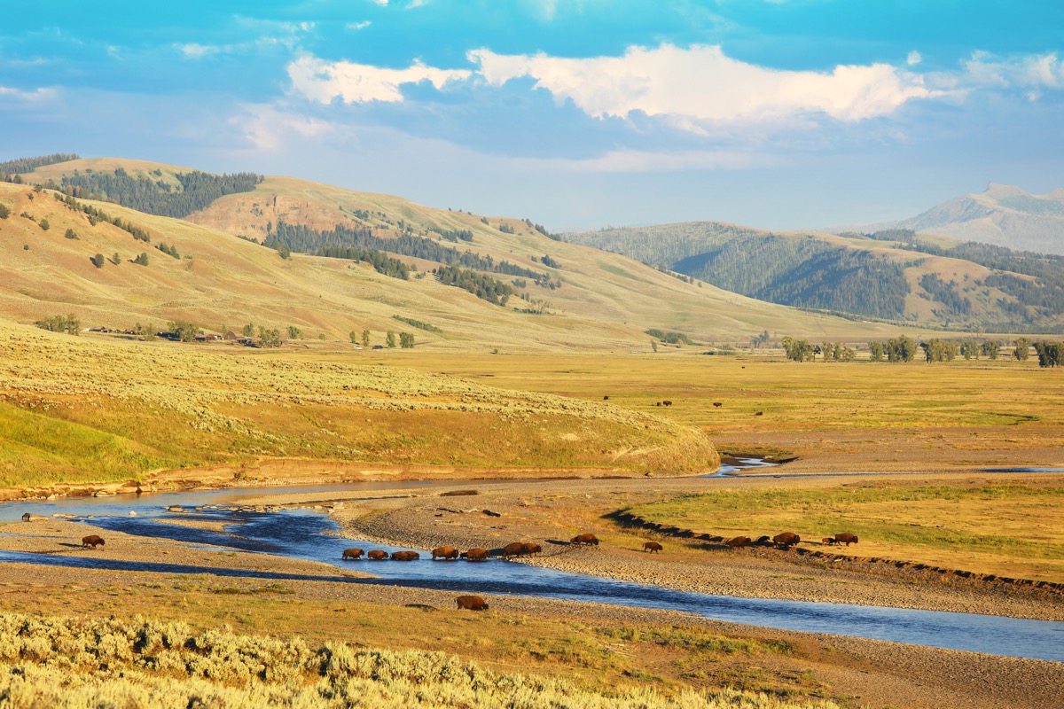 Cảnh quan đáng kinh ngạc với hàng trăm con bò rừng băng qua sông Lamar ở Thung lũng Lamar trong Công viên Quốc gia Yellowstone.