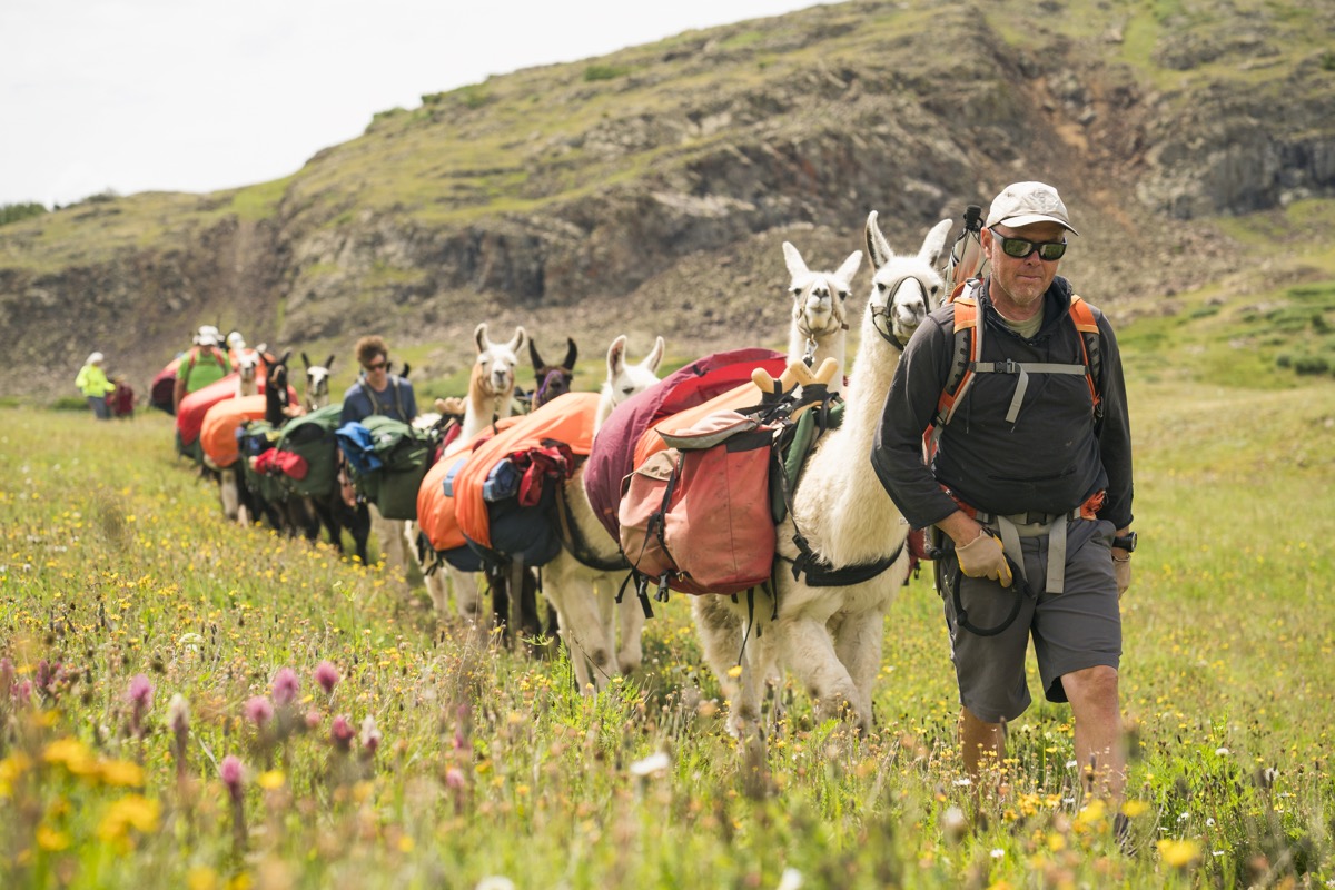An adult male leads a herd of llama pack animals through wildflowers in the mountains