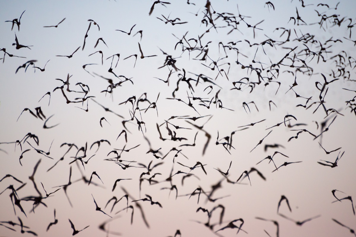 Mexican-free tailed bats flying in the sky