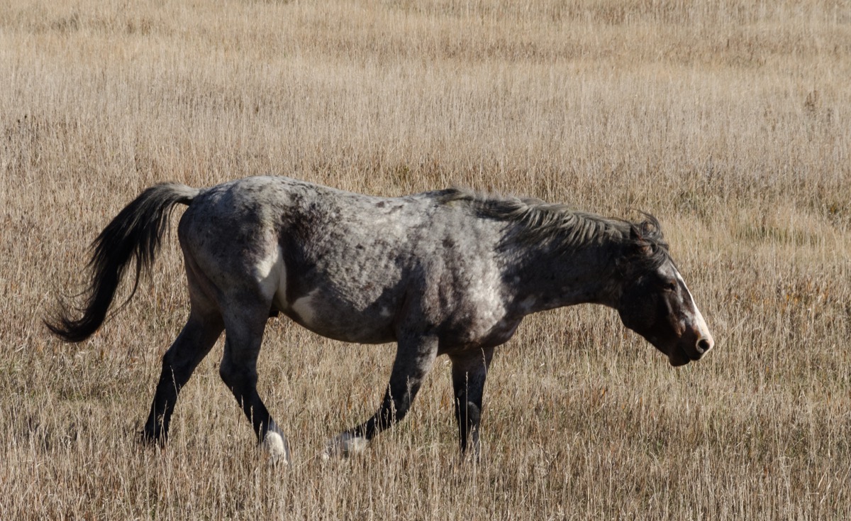 the Nokota horse in the fields of North Dakota